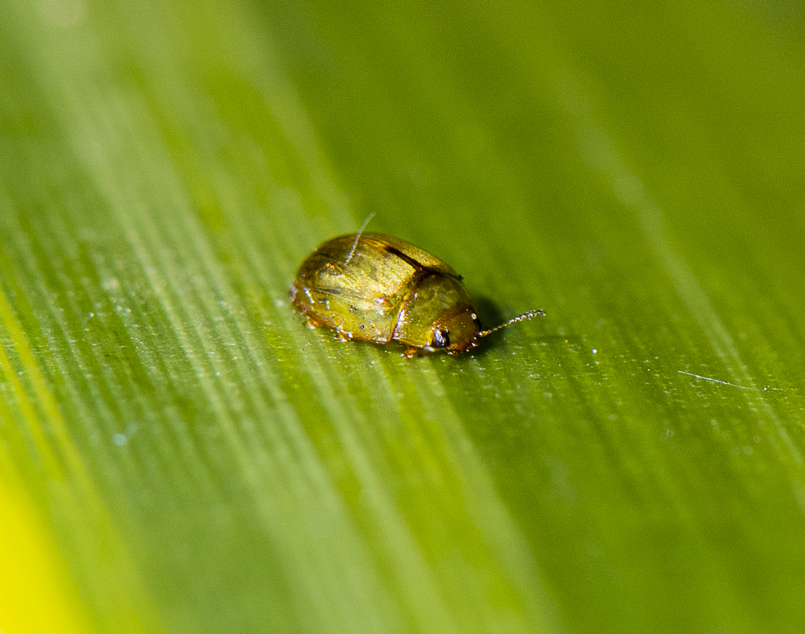 Peltoschema - Leaf beetle  Australia,Geotagged,Spring
