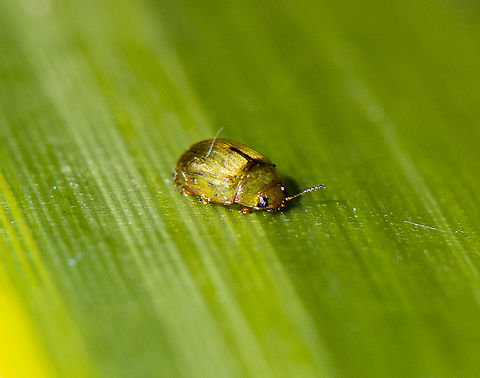 Peltoschema - Leaf beetle  Australia,Geotagged,Spring
