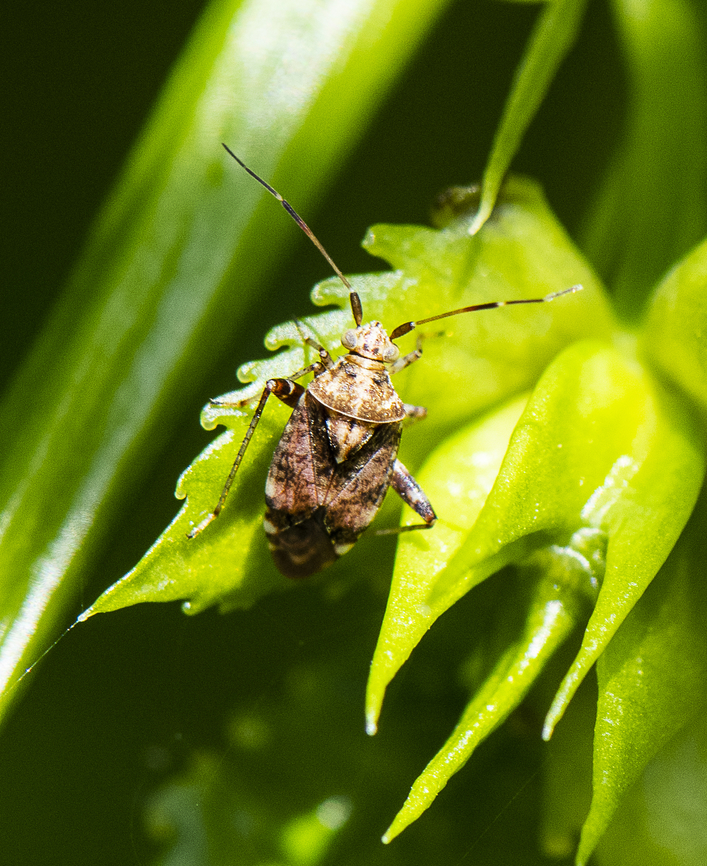 Mirid - Sidnia kinbergi  Australia,Australina crop mirid,Geotagged,Sidnia kinbergi,Spring