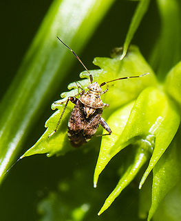 Mirid - Sidnia kinbergi  Australia,Australina crop mirid,Geotagged,Sidnia kinbergi,Spring