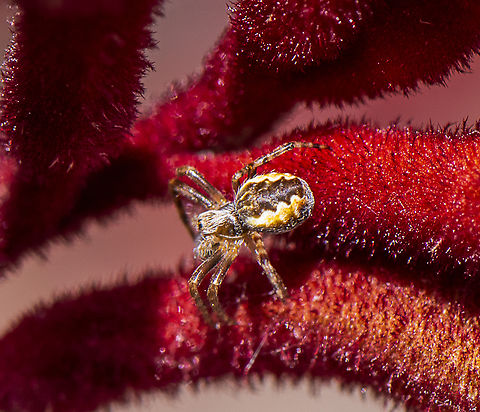 Araneus hamiltoni - Hamilton's Orb Weaver  Araneus hamiltoni,Australia,Geotagged,Hamilton's Orb Weaver,Spring