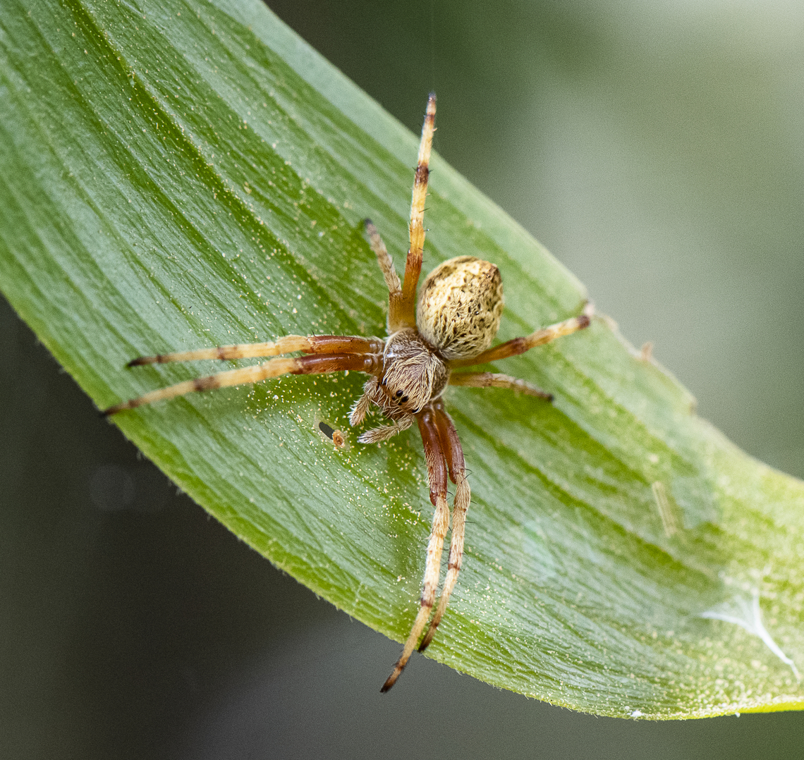 Sooty Orb Weaver - (Cyclosa) Salsa fuliginata Now Salsa fuliginata  Australia,Cyclosa fuliginata,Geotagged,Salsa fuliginata,Sooty Orbweaver,Spring