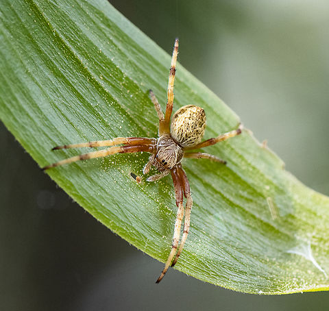 Sooty Orb Weaver - (Cyclosa) Salsa fuliginata Now Salsa fuliginata  Australia,Cyclosa fuliginata,Geotagged,Salsa fuliginata,Sooty Orbweaver,Spring