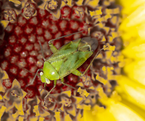 Green Mirid  Australia,Creontiades dilutus,Geotagged,Green mirid,Spring