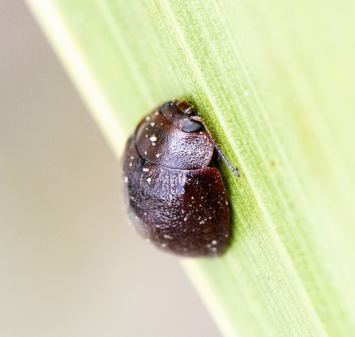 Trachymela sloanei - Australian tortoise beetle, Small eucalyptus tortoise beetle  Australia,Geotagged,Spring,Trachymela sloanei