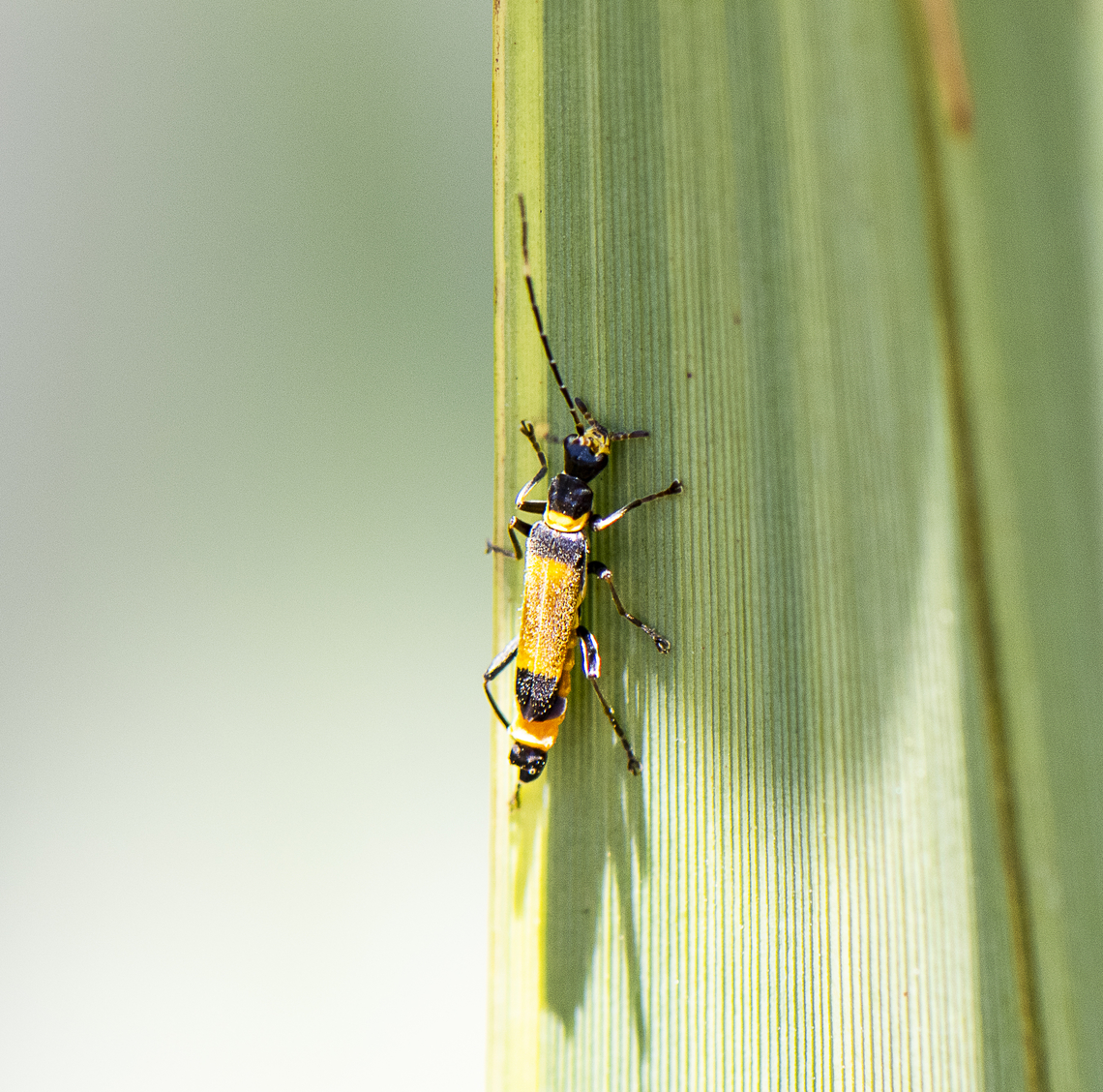 Imperial soldier beetle - Chauliognathus imperialis  Australia,Chauliognathus imperialis,Geotagged,Imperial soldier beetle,Spring