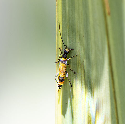 Imperial soldier beetle - Chauliognathus imperialis Australia,Chauliognathus imperialis,Geotagged,Imperial soldier beetle,Spring