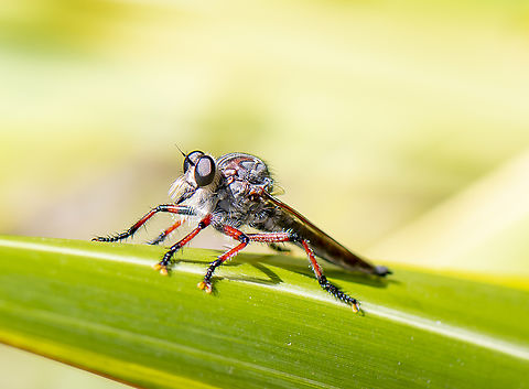 Robber Fly - Neoaratus hercules  Australia,Geotagged,Spring