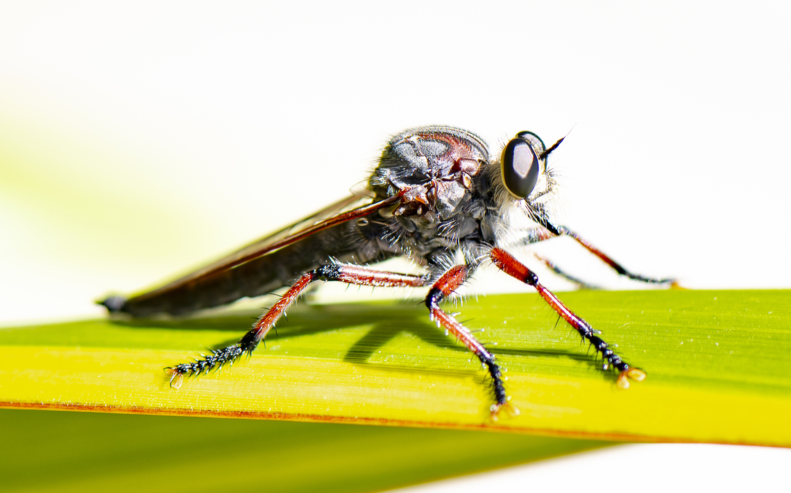 Neoaratus hercules - Hercules Robberfly  Australia,Geotagged,Hercules Robberfly,Neoaratus hercules,Spring