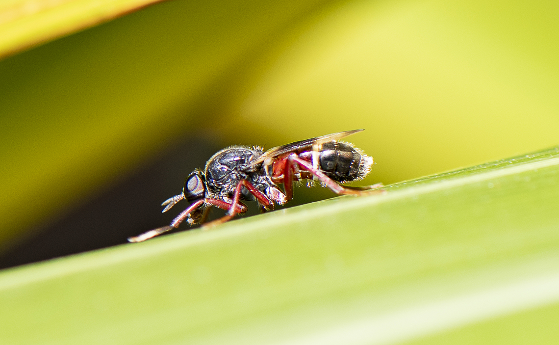 Flyer  Australia,Geotagged,Spring