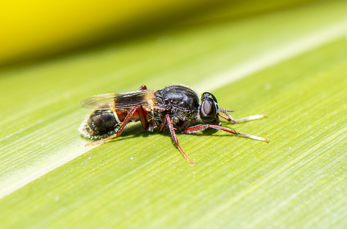 Flyer  Australia,Geotagged,Spring