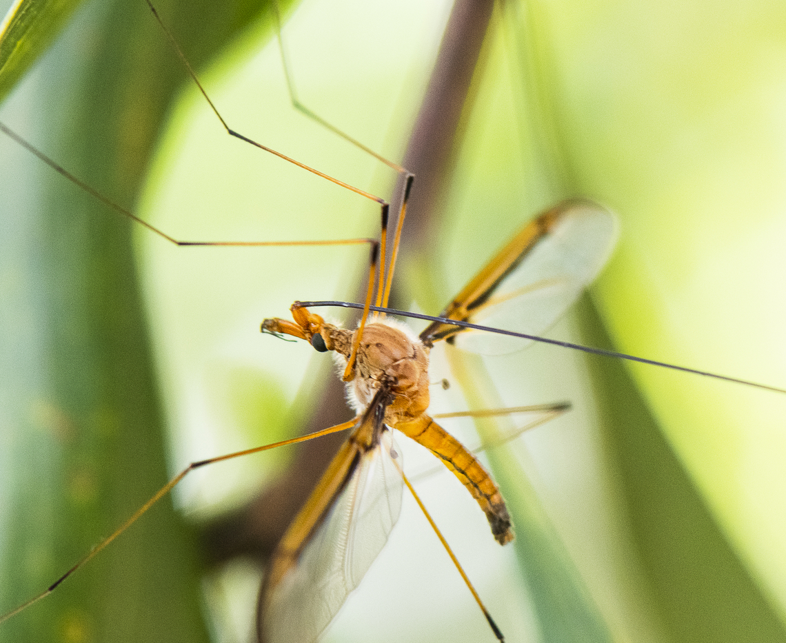 Leptotarsus Crane Fly - Family Tipulidae  Australia,Geotagged,Spring