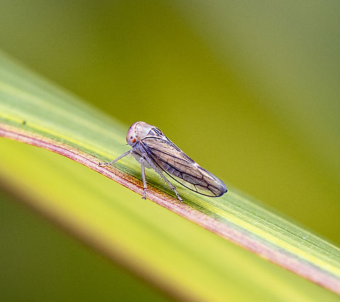 Leafhopper  Australia,Geotagged,Spring