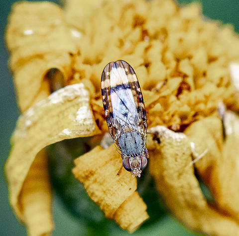 Sphenella ruficeps  Australia,Geotagged,Sphenella ruficeps,Spring