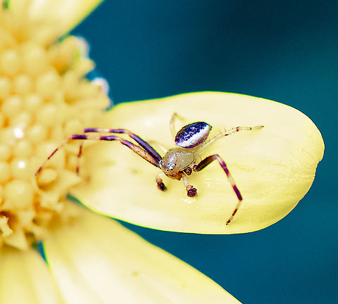 Crab Spider - Australomisidia pilula  Australia,Australomisidia pilula,Geotagged,Spring