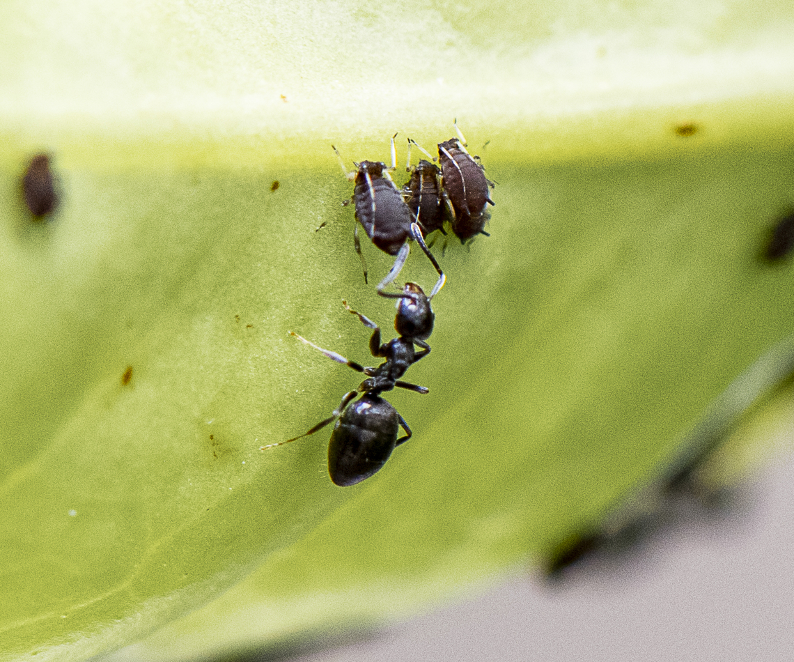 Milking Aphids for Honeydew  Australia,Geotagged,Spring