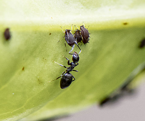 Milking Aphids for Honeydew  Australia,Geotagged,Spring