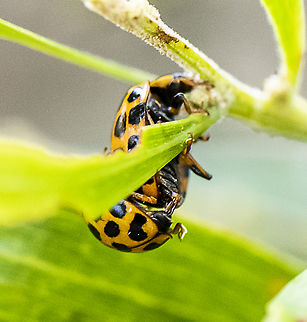 That's the Way You Do It in Harmonia conformis A close up of coitus Australia,Geotagged,Harmonia conformis,Large Spotted Ladybird,Spring