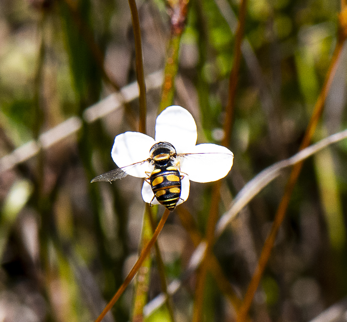 Common Hoverfly -  Simosyrphus grandicornis  Australia,Geotagged,Simosyrphus grandicornis,Spring