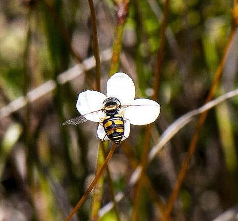Common Hoverfly -  Simosyrphus grandicornis  Australia,Geotagged,Simosyrphus grandicornis,Spring