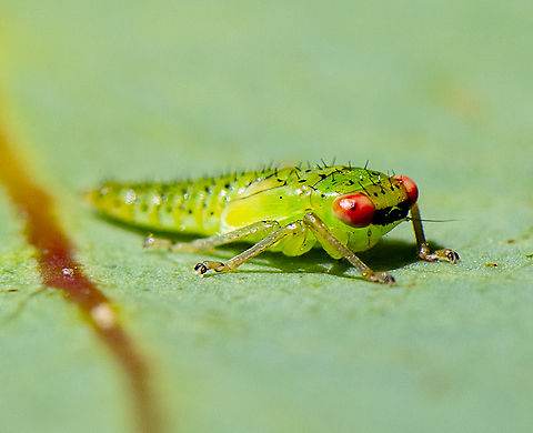 Red Eyes - Leaf Hopper - Subfamily Eurymelinae  Australia,Geotagged,Spring