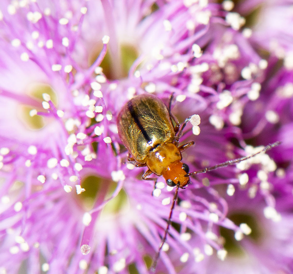 Golden Beetle -  Galerucinae (A galerucine leaf beetle)  Australia,Geotagged,Spring