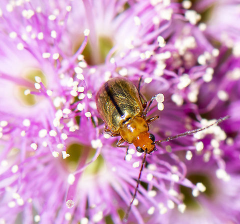 Golden Beetle -  Galerucinae (A galerucine leaf beetle)  Australia,Geotagged,Spring