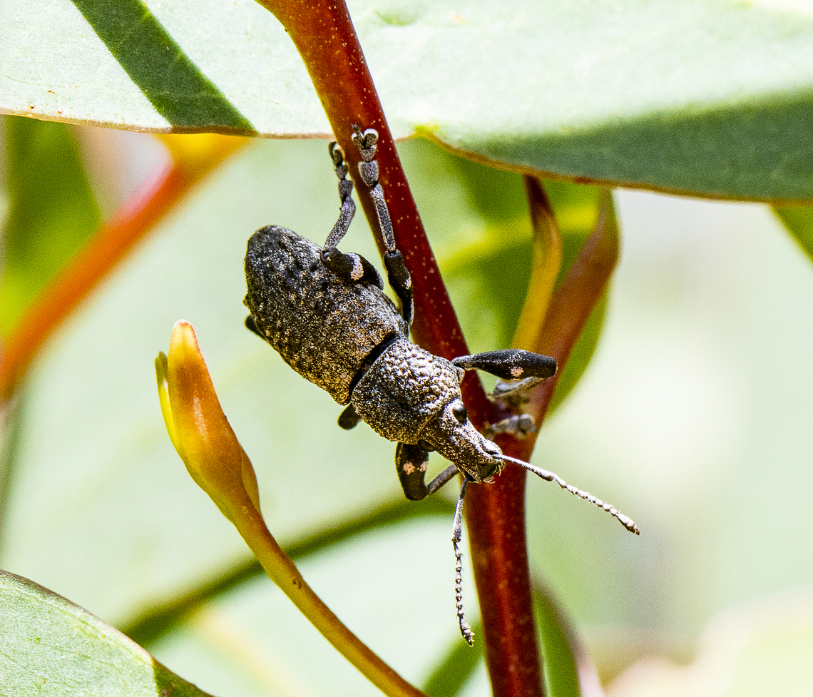 Spotted Bicep Weevil - Broad-nosed weevil - Subfamily Entiminae  Australia,Geotagged,Spring
