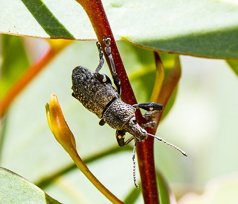 Spotted Bicep Weevil - Broad-nosed weevil - Subfamily Entiminae  Australia,Geotagged,Spring