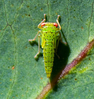Leaf Hopper  - Subfamily Eurymelinae  Australia,Geotagged,Spring