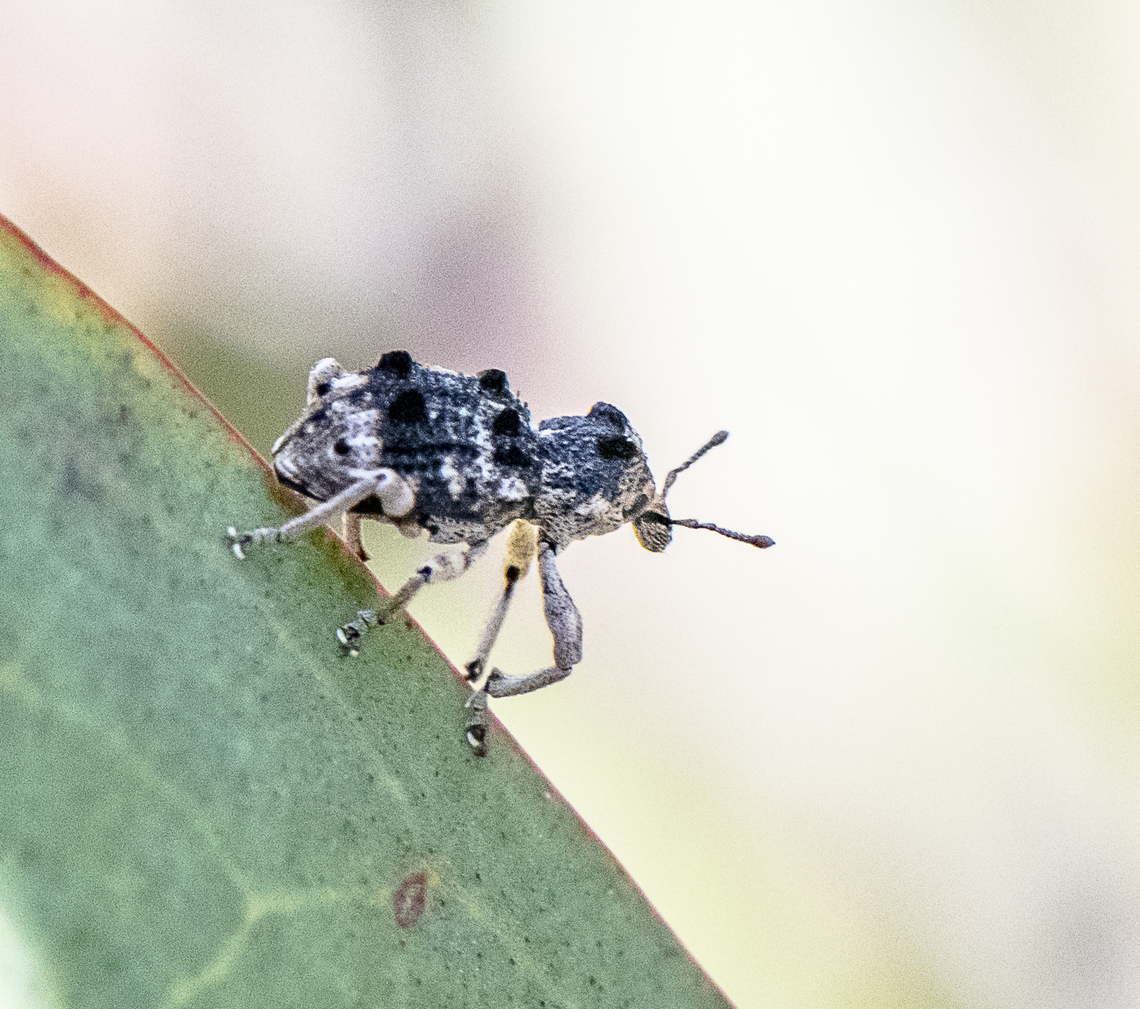 Weevil -  Aades cultratus  Aades cultratus,Australia,Geotagged,Spring