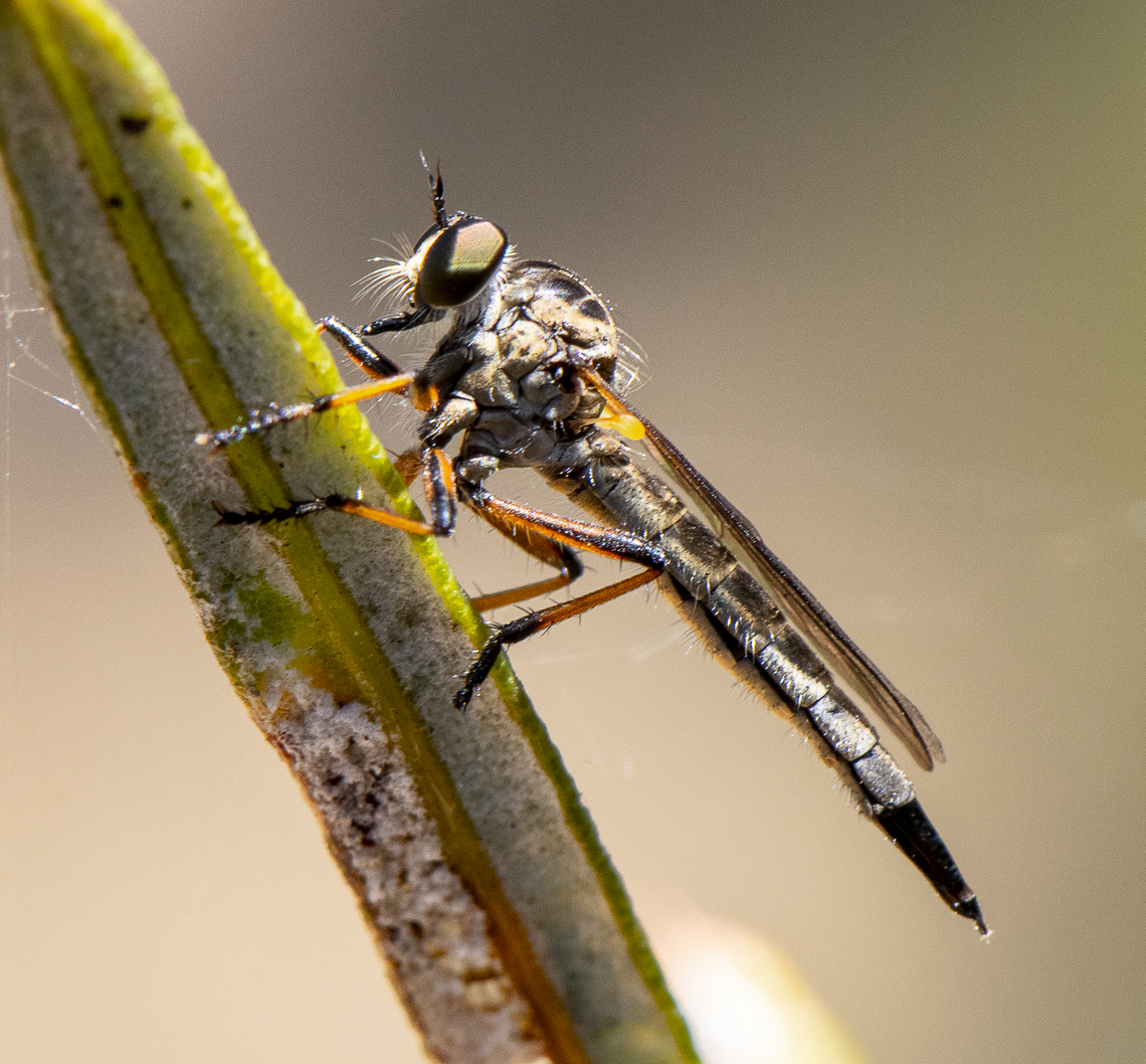 Common Yellow Robber Fly - Ommatius sp.  Australia,Geotagged,Spring