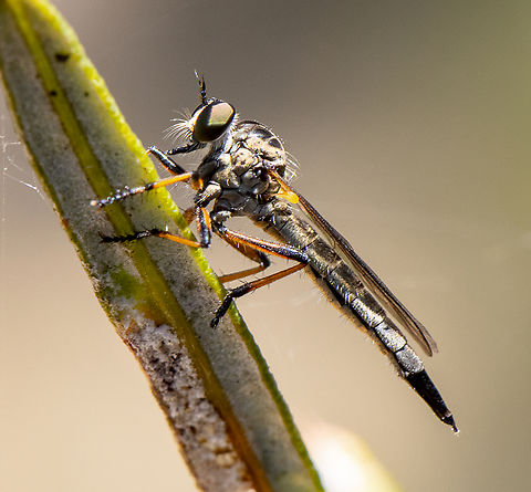 Common Yellow Robber Fly - Ommatius sp.  Australia,Geotagged,Spring