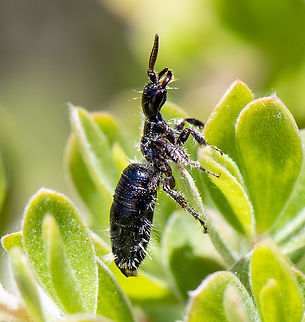Flower Wasp - wingless female - Genus Elaphroptera  Australia,Geotagged,Spring