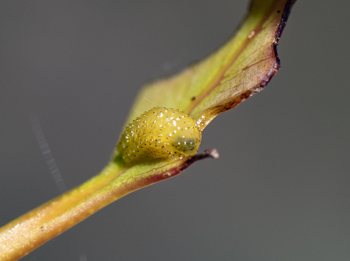 Yellow Muncher - Chrysomelidae - Beetle larva  Australia,Geotagged,Spring