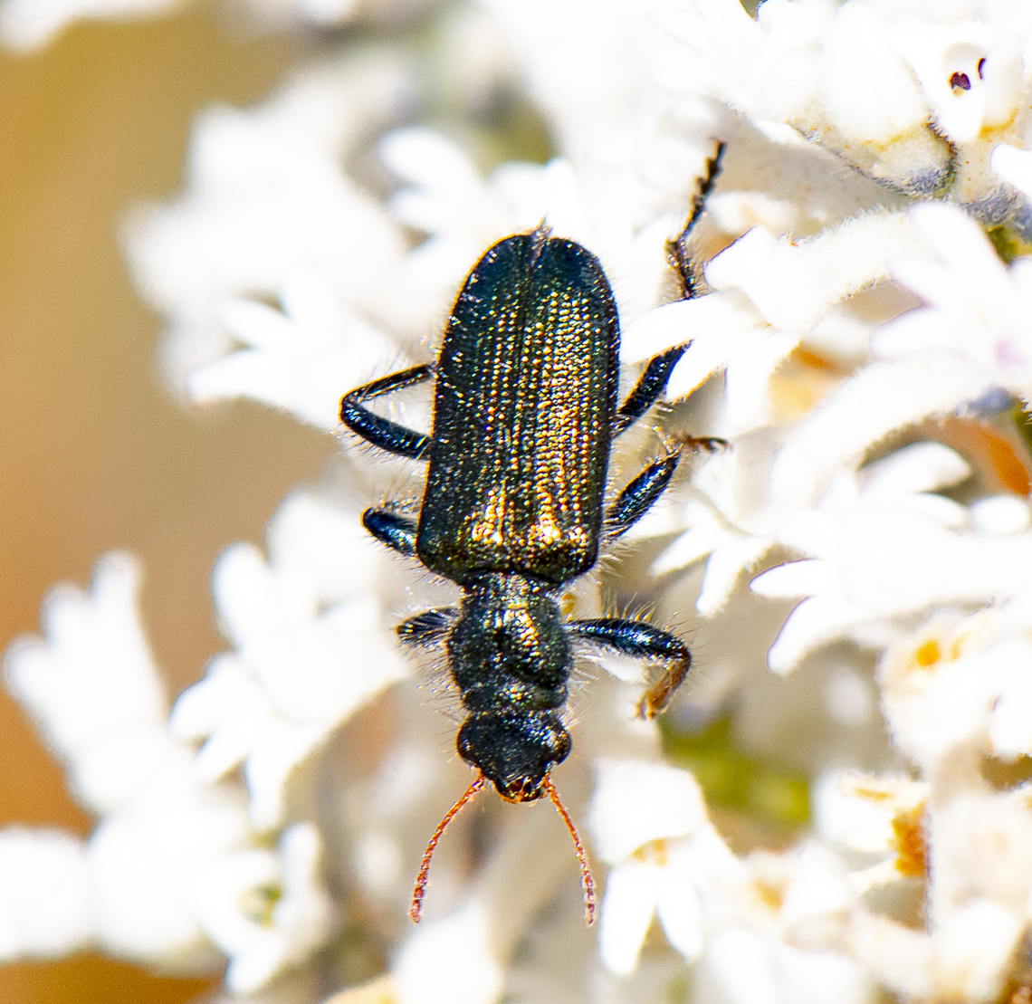 Clerid Beetle -  Eleale sp. ?  Australia,Geotagged,Spring