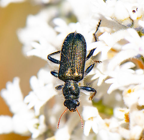 Clerid Beetle -  Eleale sp. ?  Australia,Geotagged,Spring