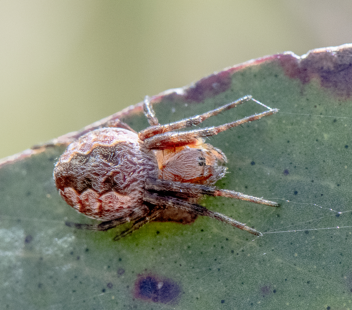 Araneus hamiltoni - Hamilton's Orb Weaver  Araneus hamiltoni,Australia,Geotagged,Hamilton's Orb Weaver,Spring