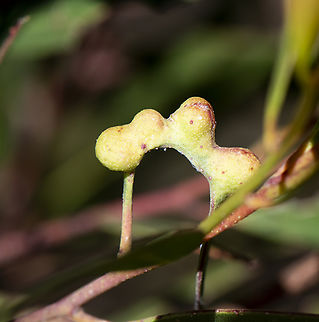 Triple gall on stilts ?  Australia,Geotagged,Spring