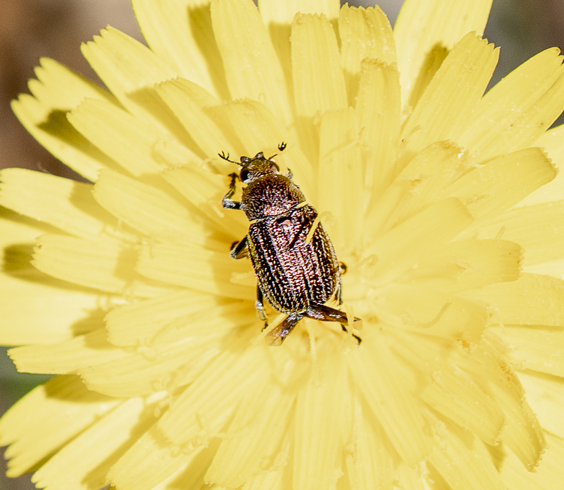 Beetle - Diphucephala sp.  Australia,Geotagged,Spring