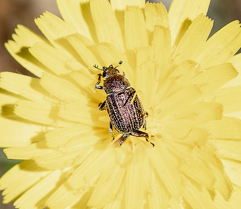 Beetle - Diphucephala sp.  Australia,Geotagged,Spring