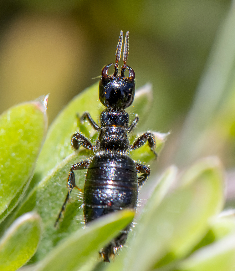 Flower Wasp - wingless female - Genus Elaphroptera  Australia,Geotagged,Spring