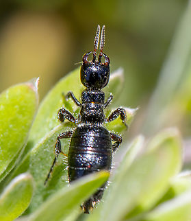 Flower Wasp - wingless female - Genus Elaphroptera  Australia,Geotagged,Spring