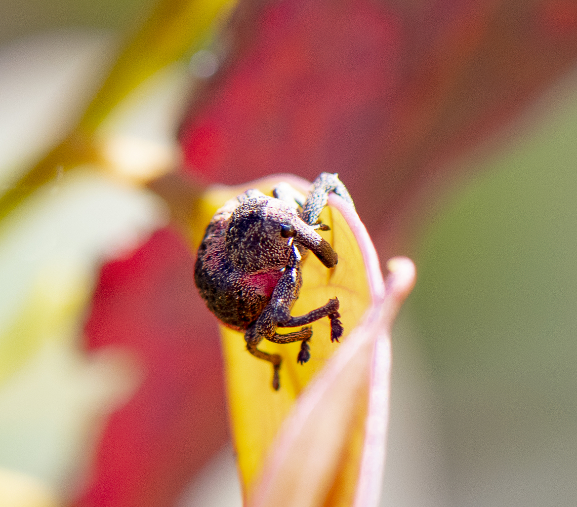 Weevil -  Pseudostoreus placitus  Australia,Geotagged,Pseudostoreus placitus,Spring