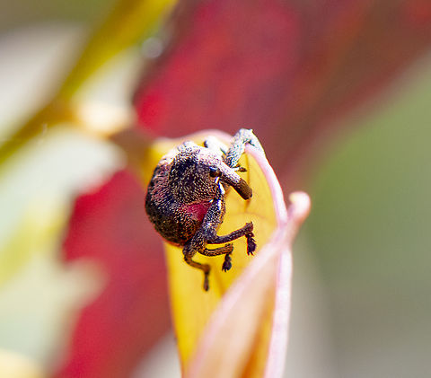 Weevil -  Pseudostoreus placitus  Australia,Geotagged,Pseudostoreus placitus,Spring