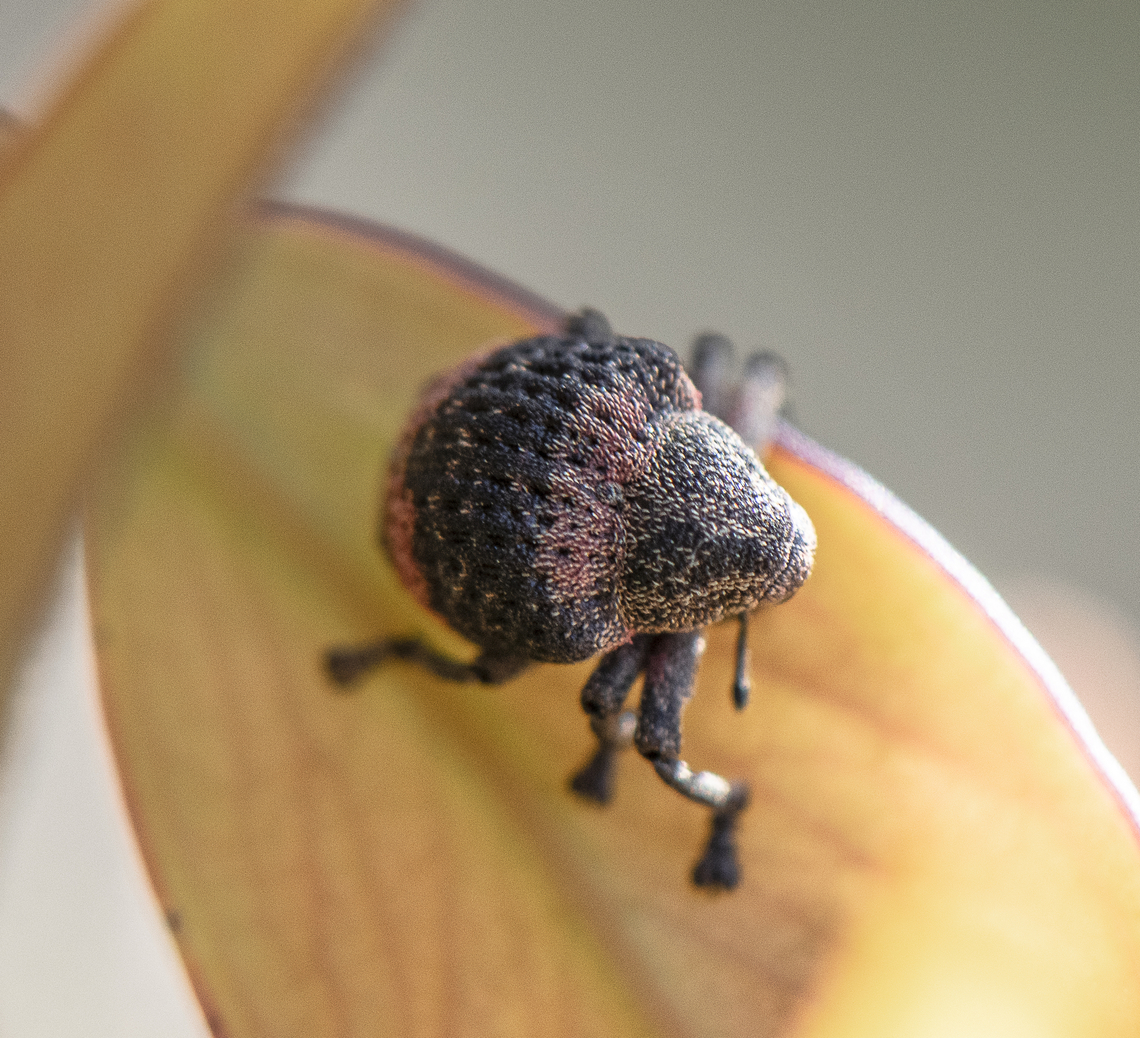Weevil - Pseudostoreus placitus  Australia,Geotagged,Pseudostoreus placitus,Spring