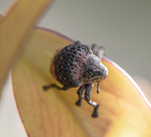 Weevil - Pseudostoreus placitus  Australia,Geotagged,Pseudostoreus placitus,Spring