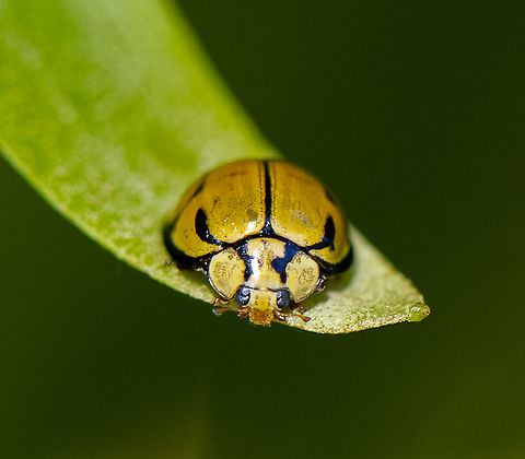 Tortoise shelled ladybird  Australia,Geotagged,Harmonia testudinaria,Spring,Tortoise-shelled ladybird