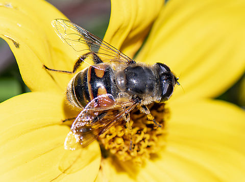 Drone Fly -  Eristalis tenax  Australia,Common Drone Fly,Eristalis tenax,Geotagged,Spring