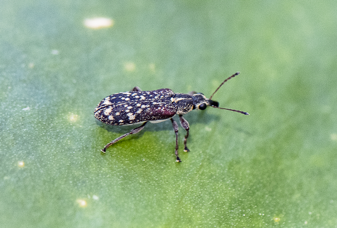 Weevil - Sphinctobelus sp.  Australia,Geotagged,Spring